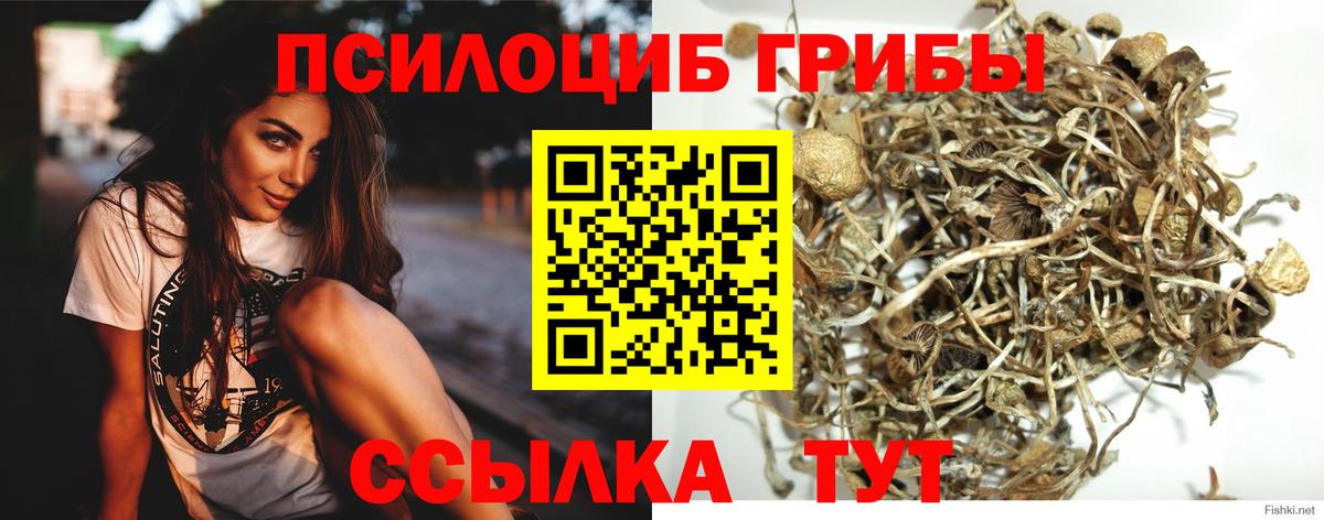 Псилоцибиновые грибы Psilocybine cubensis Славянск-на-Кубани
